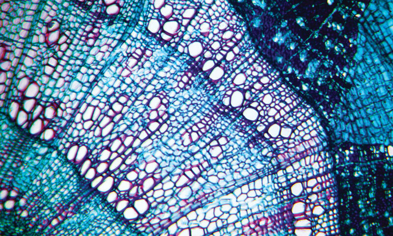 Bluetech - Petite Constellation cover artwork. A close-up microscopic image of a plant stem cross-section, rendered in vivid blue, teal, purple, and white.