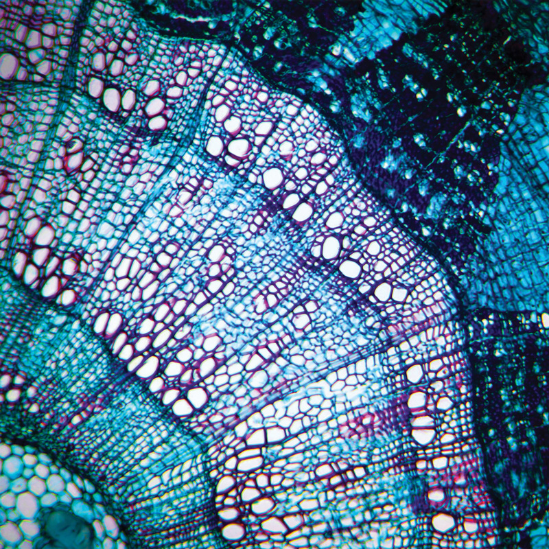 Bluetech - Petite Constellation cover artwork. A close-up microscopic image of a plant stem cross-section, rendered in vivid blue, teal, purple, and white.
