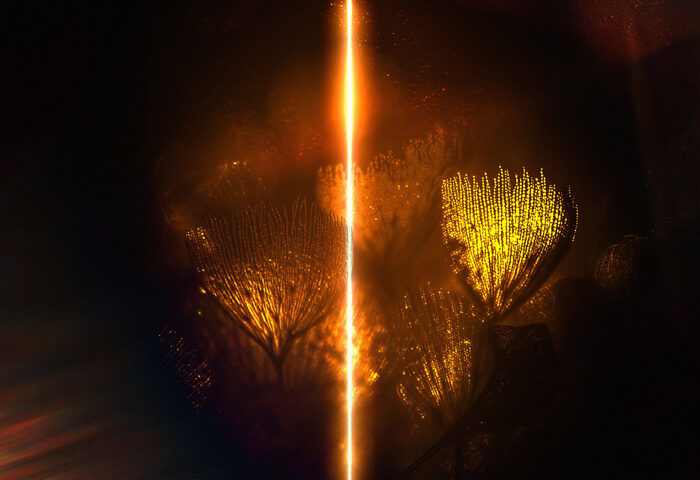 The cover centers on a vertical beam of bright light cutting through a smoky, amber-red atmosphere. On both sides of the glowing line, plant forms or seed heads appear illuminated in gold, as if lit from within. The artist name “Chris Russell” sits near the top in small red lettering, while the title Lumen appears at the bottom in spaced gold text.