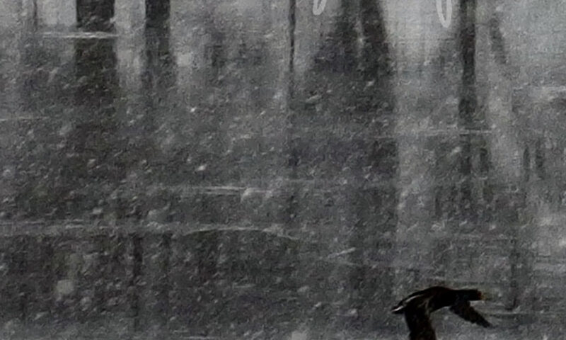 The cover of No Estoy Aquí by Juan Dahmen features a muted, grayscale image of a solitary bird in flight over a reflective, rain-swept surface. Blurred vertical forms in the background evoke an abstract cityscape or forest. The album title appears in soft, handwritten script across the top.