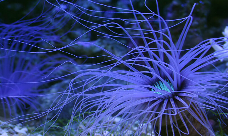 Loren Nerell - Aquaticus cover artwork. A photo of an anemone.