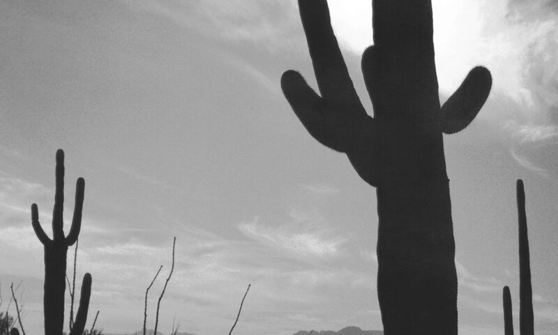 Steve Roach & Roger King’s - Dust To Dust cover artwork. A photo of saguaro cactus.