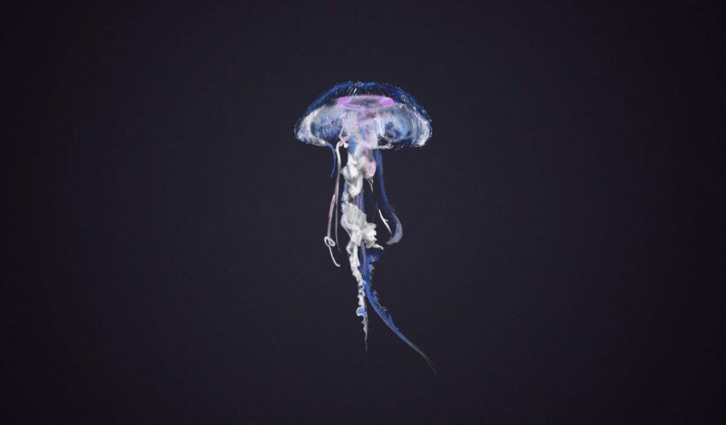 Yobrepus - Mycelium Days cover artwork. An image of a jellyfish.